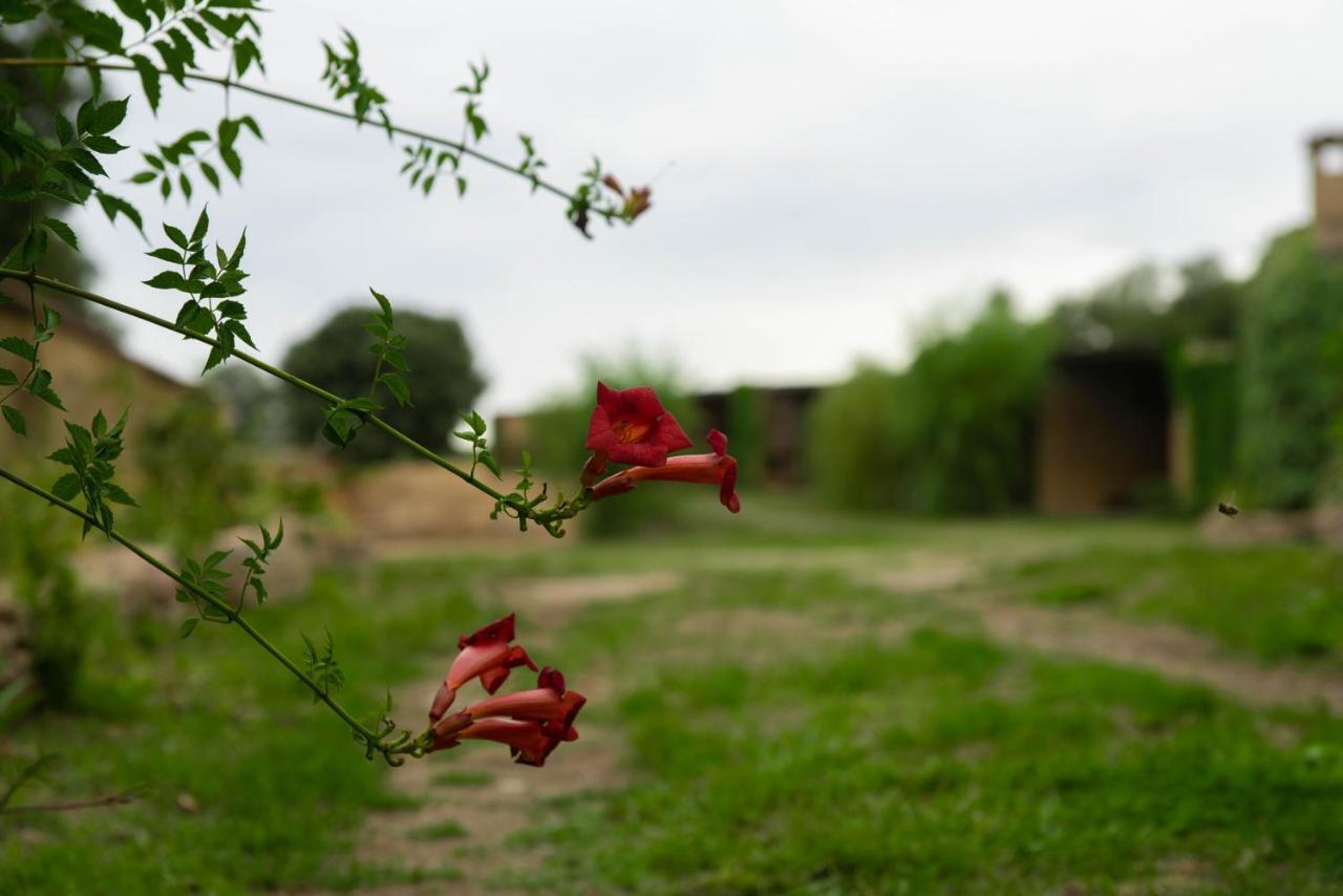 Casa Rural Sant Grau Turismo Saludable Y Responsable ソルソナ エクステリア 写真